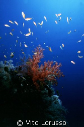 Corals - Dendronephthya Sp. by Vito Lorusso 